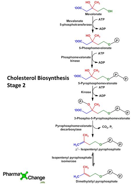 cholesterol biosynthesis pathway  biology notes