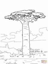 Baobab Coloring Tree Pages Printable African Trees Grandidier Drawing Supercoloring Leaves Colouring Drawings Color Crafts Simple Madagascar Outline Africa Baobabs sketch template