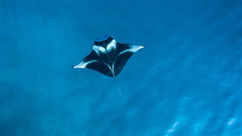 manta ray  stingrays   big difference