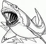 Shark Coloring Pages Great Awesome Coloringonly Printable sketch template