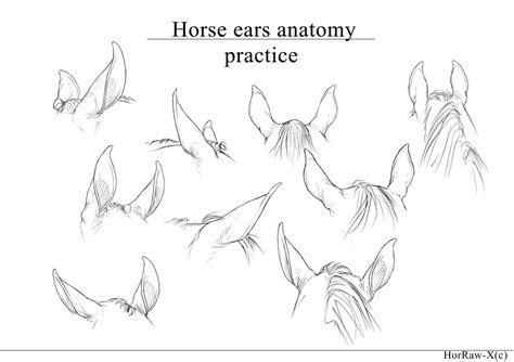 horse ears anatomy practice  horraw   deviantart