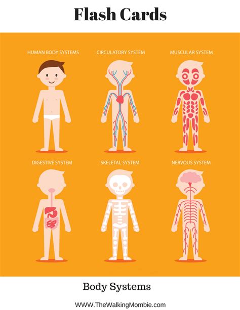 printable human body diagram  kids labeled  vrogueco