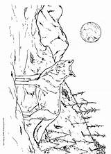 Coloring Pages Wolf Wolves Printable Howling Realistic Pack Print Adults Color Getcolorings Everfreecoloring Getdrawings Colorings sketch template