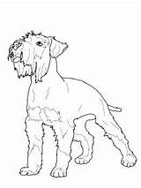 Schnauzer Coloring Miniature Printable Pages Dog Pinscher Dogs Toy Poodle Animals Supercoloring Adult Kids Print Drawn Size Visit Crafts Schnauzers sketch template