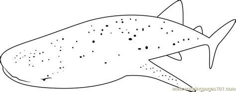 whale shark belize coloring page  kids  whales printable