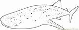Whale Shark Coloring Belize Pages Coloringpages101 Color Printable sketch template