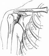 Shoulder Bones Anatomy Arm Clipart Hand Human Shoulders Clip System Coloring Sketch Pages Skeletal Drawings Etc Template Body Original Usf sketch template