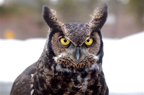 facts   great horned owl including  winter baby jakes