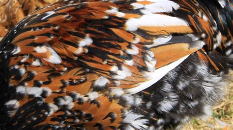 natural chicken keeping guide  feather anatomy  coloration