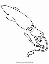 Calamaro Animali Colorare sketch template