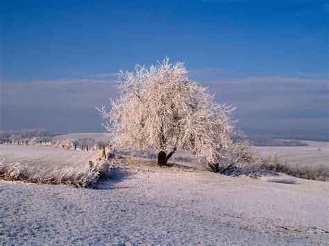 kostenloses foto raureif winter vereist kostenloses bild auf