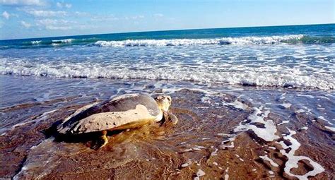 flatback sea turtle ocean treasures memorial library
