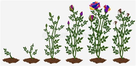 Growing Rose Stages Stock Illustrations – 25 Growing Rose Stages Stock
