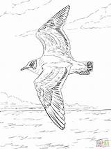 Flying Seagull Drawing Pages Seagulls Coloring Template Jooinn Bird sketch template