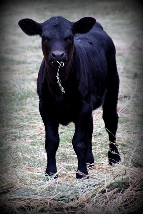 black angus calf photograph  tam graff pixels