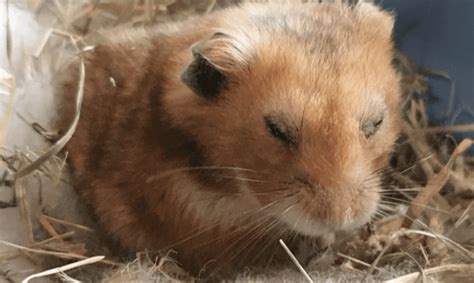 Hamster Lifespan How Long Does The Hamster Live