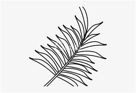 drawn leaves banana palm leaf outline png transparent png