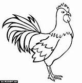 Rooster Mewarnai Sketsa Hewan Ayam Hen Drawing Kartun Tecido Riscos Galinhas Anjing Roosters Rizqi Galak Chickens sketch template