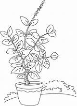 Basil Plant Coloring Drawing Parts Herbs Vase Pages Color Printable Kids Drawings Tulasi Getcolorings Getdrawings Paintingvalley Print Explore Label sketch template