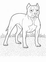 Pitbull Puppy Coloring Pages Getdrawings Drawing sketch template