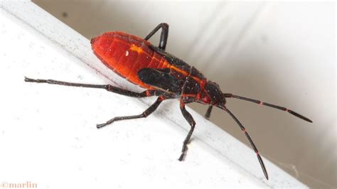 box elder bug north american insects spiders