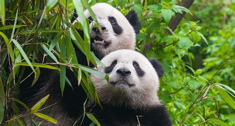 Â¿CuÃ¡nto tiempo llevan los osos pandas habitando la Tierra