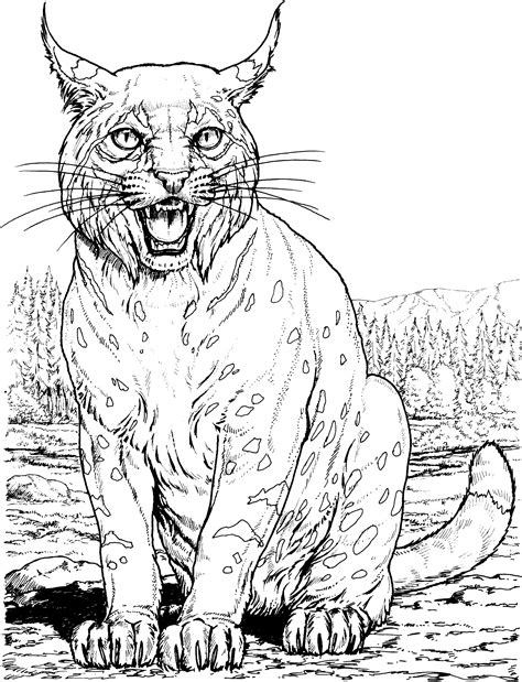 coloring page wildcat