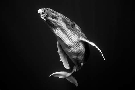 underwater photography series  intimate humpback whale portraits