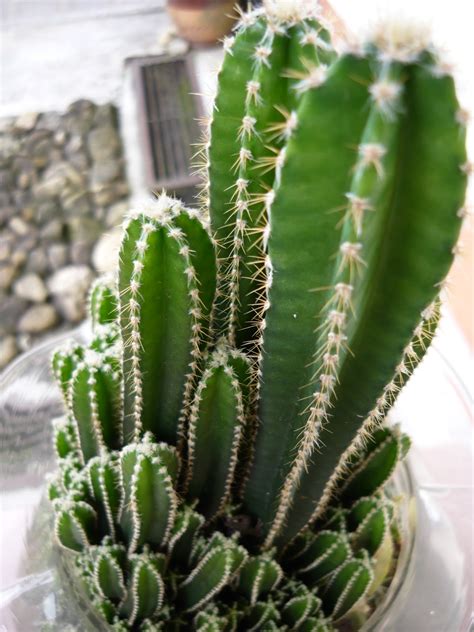 cactus succulent kinds  ornamental plants