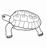 Schildpadden Schildpad Kleurplaten sketch template