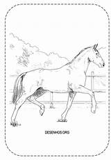 Cavalos Realistas Trouxemos Hoje Vocês Imprima sketch template