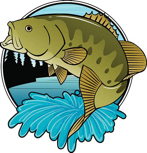 Best Sea Bass Illustrations Royalty Free Vector Graphics And Clip Art