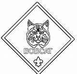 Coloring Bobcat Scouts Cub Boy Pages Coloriage Par Enregistrée Cubs sketch template
