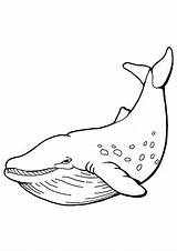 Wal Ausmalbilder Wale Ausmalen Tiere Malvorlagen Pottwal Blauwal Whales Kindergarten Whale sketch template