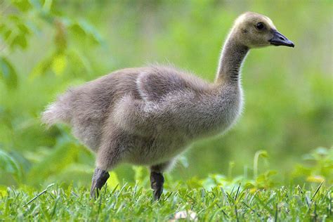 adorable goose names   feathered friend animal hype