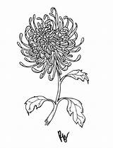 Chrysanthemum Flower Meaningful Coloring Most Collection Mum Drawing Kids Getdrawings Children Webtech360 sketch template