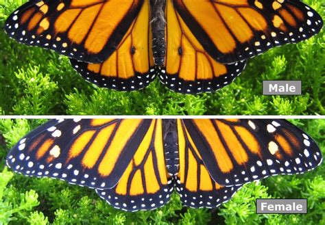adult butterfly sex — science learning hub