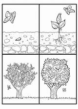 Coloring Life Cycle Plant Popular sketch template