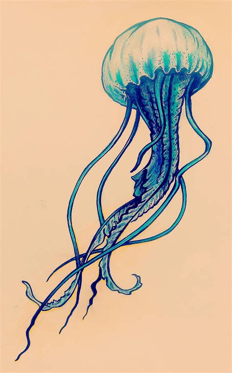 pin  tayler marie  art jellyfish art jellyfish drawing