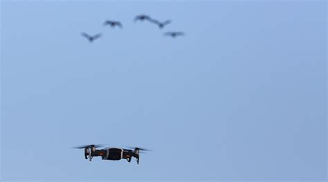 gradiant wins  drone  bird detection challenge gradiant
