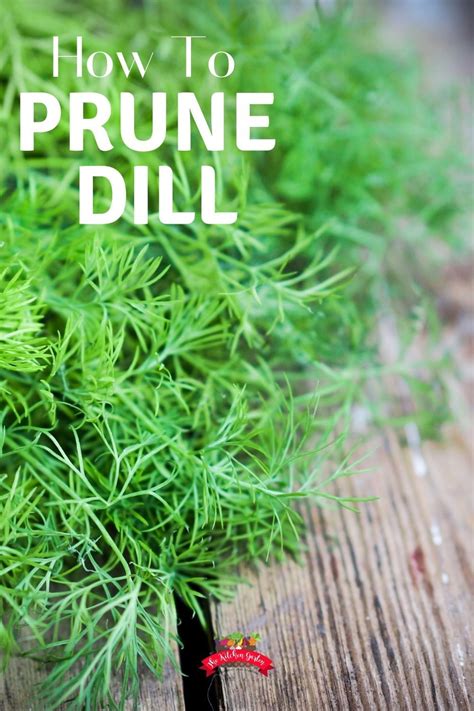 prune dill   container gardening vegetables edible