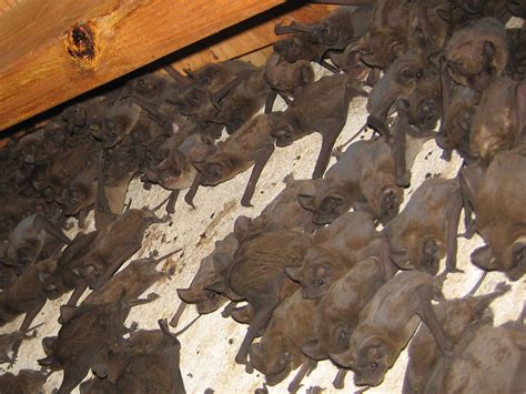 bat photograph   cluster  bats   attic