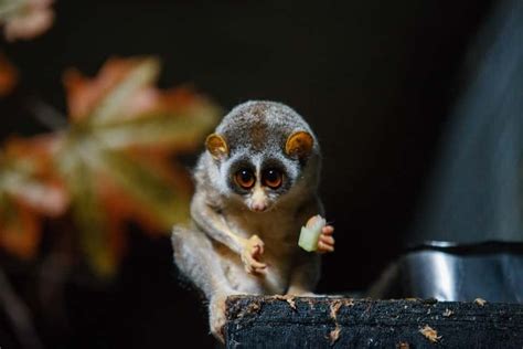 cute big eyed animals tinyphant