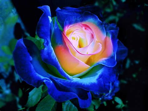 colorful roses flowers photo  fanpop