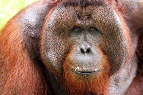 orangutan adventures explorerscom