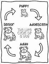 Dog Life Cycle Kids Cycles Dogs Lion Mammals Worksheet Worksheets Color Activities Science Diagram Education Information Teachers Choose Board sketch template