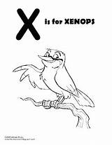 Xenops Pages Coloring Template sketch template