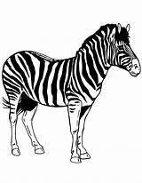 Zebra Coloriage Zebre Cartoon Ausmalbild Zebras Imprimer Stencils Imprimé Fois sketch template