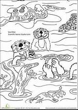 Sea Otter Otters Coloring Pages Worksheets Color Cute Sheets Monterey Kids Education Worksheet Printable Lunch Facts Visit Choose Board Alphabet sketch template