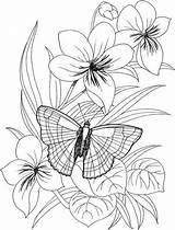 Butterfly Coloring Flower Pages Flowers Printable Adult Adults Papillon sketch template